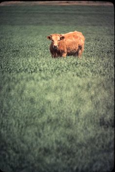 a brown cow standing on top of a lush green field