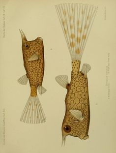 two drawings of fish with different patterns and sizes, one is brown and the other is yellow