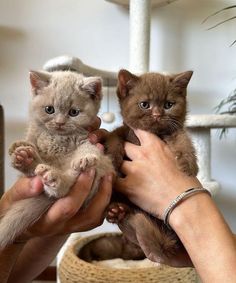 two kittens are being held in their hands by someone's hand, while another cat looks on