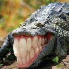 an alligator with its mouth open and it's teeth missing