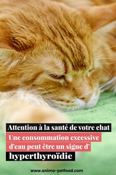 Attention à la santé de votre chat : une consommation excessive d'eau peut être un signe d'hyperthyroïdie 🚨L'hyperthyroïdie est une maladie courante chez les chats, qui se produit lorsque la glande thyroïde produit trop d'hormones thyroïdiennes. Cette maladie est associée à une augmentation de la consommation d'eau, qui peut entraîner une augmentation de la miction et une déshydratation.