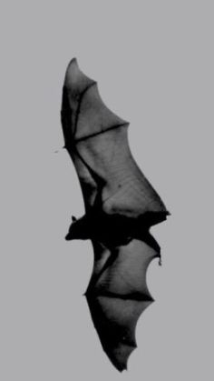 a bat flying through the air with its wings spread