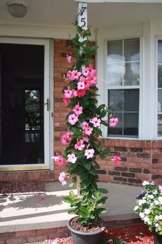 pink flowers growing up the side of a house