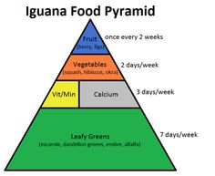 the food pyramid is labeled in different colors