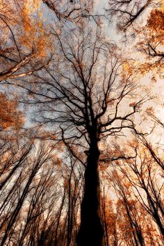 looking up at the tops of tall trees in an autumn forest with leaves changing colors