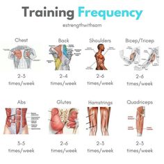 an image of the muscles and their corresponding functions in training for beginners to learn