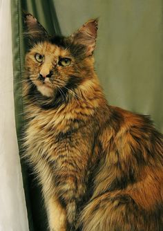 a long haired cat sitting in front of a green curtain and looking at the camera