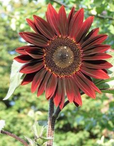 a large red sunflower with green leaves in the background