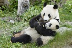 two panda bears playing with each other in the grass