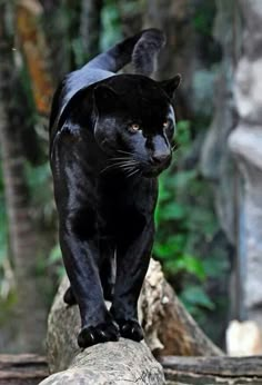 a black cat walking on top of a log