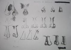 several drawings of different types of legs and feet