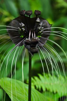 a close up of a black flower with long white whiskers