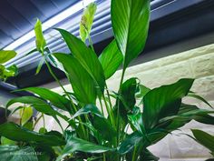 some green plants are growing in a pot