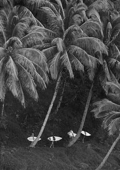 black and white photograph of palm trees with surfboards