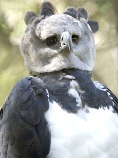 a close up of a bird on a tree branch