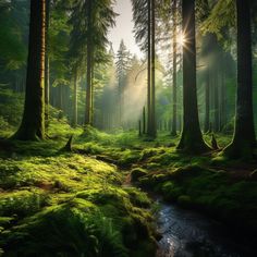 the sun shines through the trees in this green forest with mossy ground and stream