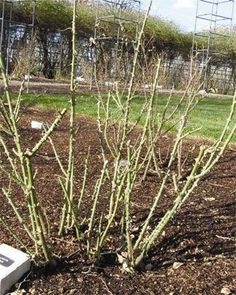 a small tree in the middle of a garden with dirt on the ground and scaffolding around it