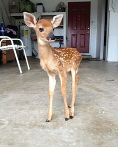 a baby deer standing in the middle of a room