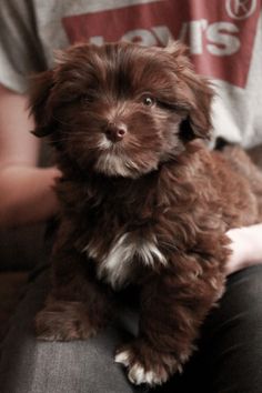 a small brown dog sitting on top of a person's lap