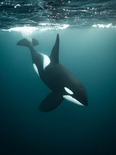 an orca swimming in the ocean with sunlight shining on it's back end