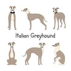 four greyhound dogs are shown in different poses and sizes, with the words italian greyhound on them