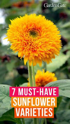 a yellow flower with the words 7 must have sunflower varieties