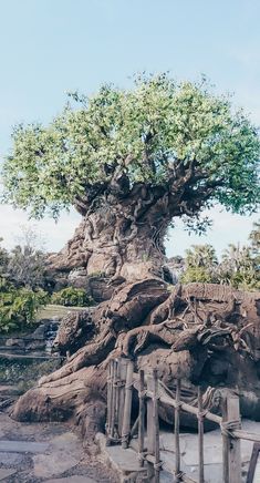 a large tree with lots of leaves on it's trunk and branches growing out of the ground