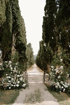 an empty road lined with trees and flowers next to a lush green park filled with lots of white flowers