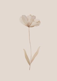 a single white flower on a beige background