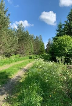 a dirt road in the middle of a forest with tall grass and trees on both sides