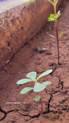 two small green plants sprouting from the ground