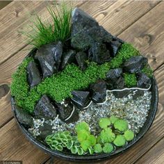 a bowl filled with rocks and plants on top of a wooden table