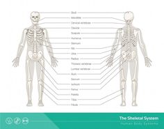 the skeletal system is shown in this diagram, with labels for each skeleton and their major bones