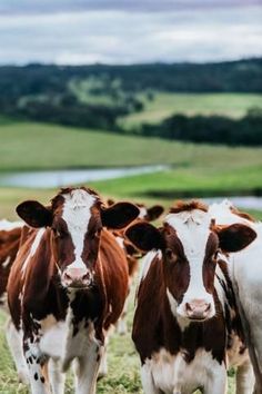 three brown and white cows standing in a field