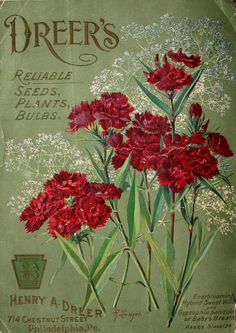 an old advertisement for drier's reusable seeds and plants, with red carnations