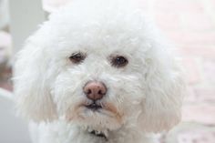 a close up of a white dog looking at the camera