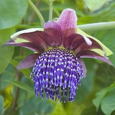 a purple flower with green leaves in the background