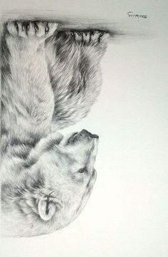 a pencil drawing of a cat laying down