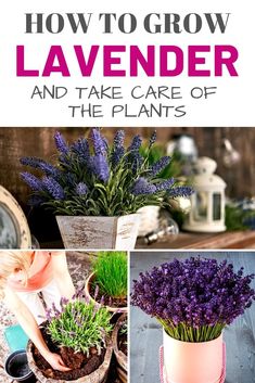 how to grow lavender and take care of the plants