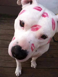 a white dog with pink lips painted on it's face sitting on a wooden deck