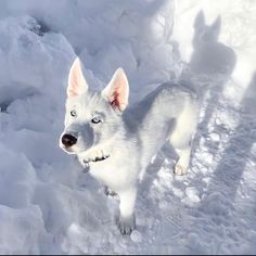 a white dog with blue eyes standing in the snow