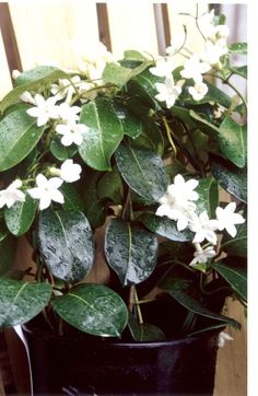 a potted plant with white flowers and green leaves