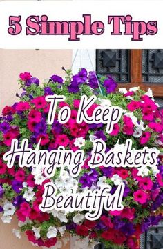 the words 5 simple tips to keep hanging baskets beautiful