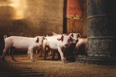 several small pigs standing next to each other on the ground in front of a pillar