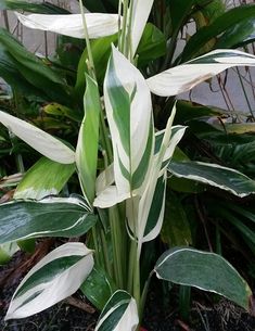 white and green plant with large leaves in the ground