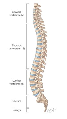 the back view of a human skeleton with bones labeled in blue and white stripes on it