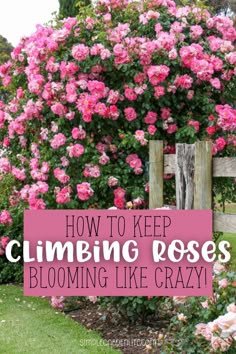 How to keep climbing roses blooming like crazy by simplegardenlife.com Roses On Fence Climbing, Pergola With Roses, Climbing Roses On Obelisk, Front Yard Landscaping With Trellis, Garden Design Roses, Training Roses To Climb, Climbing Roses Fence Backyards, Climbing Roses On House Front Porches, Pergola With Climbing Roses