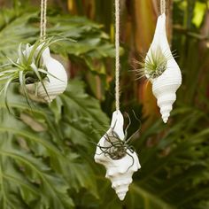 three air plants are hanging from strings in front of some green plants and foliages