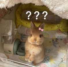 a small rabbit sitting in its cage with question marks on it's face and ears