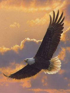 an eagle soaring through the sky with clouds in the background